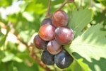 Greek Grapes: F Stop f/5; Exposure Time 1/125sec; ISO-100; Metering Mode: Spot